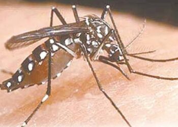 Angka Penderita DBD di Lumajang Menurun, Askab : Meskipun Begitu Tetap Waspada