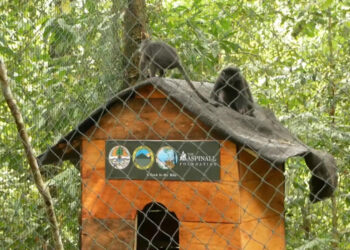 Aspinall Foundation Bersama Balai Besar Taman Nasional Bromo Tengger Semeru dan DLH Lepasliarkan 2 Ekor Lutung Jawa