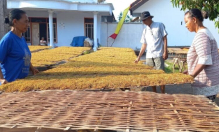 BLT DBHCHT Tahun 2024 Akan Diberikan Kepada Buruh Tani