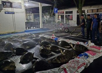 Diduga Selundupan, 22 Penyu Kondisi Hidup dan Terikat Ditemukan di Pantai Bali