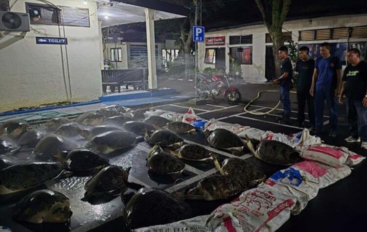 Diduga Selundupan, 22 Penyu Kondisi Hidup dan Terikat Ditemukan di Pantai Bali