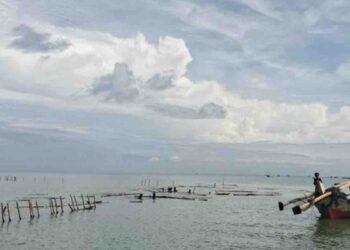 Nelayan di Serang Cabuti Bambu Media Budidaya Kerang Hijau dan Rumput Laut, Khawatir Disebut Pagar Laut