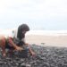 Buruh Batu Pantai Selatan Lumajang: Bertaruh Nyali di Tengah Ombak Demi Rupiah