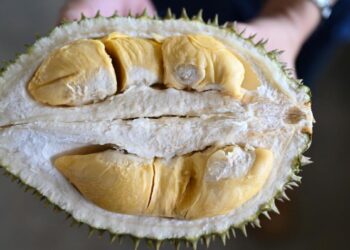 Penggemar Durian Wajib Tahu! 7 Makanan Ini Tidak Boleh Dimakan Bersama Durian, Bisa Berbahaya