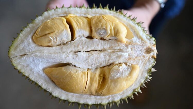 Penggemar Durian Wajib Tahu! 7 Makanan Ini Tidak Boleh Dimakan Bersama Durian, Bisa Berbahaya