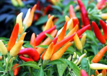 BPS Lumajang Catat Deflasi Beruntun di Awal Februari, Harga Komoditas Pangan Stabil