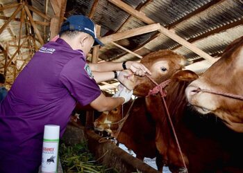 Dinas Ketahanan Pangan dan Pertanian (DKPP) Lumajang : PMK di Lumajang Kian Menurun hingga 70 persen