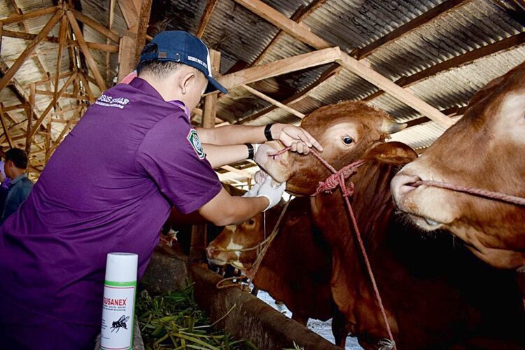 Dinas Ketahanan Pangan dan Pertanian (DKPP) Lumajang : PMK di Lumajang Kian Menurun hingga 70 persen