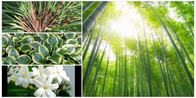 Beberapa Tanaman Yang Bisa Mengundang Ular ke Area Rumah