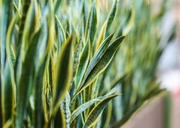 Tanaman Pengusir Ular