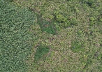 Otoritas TNBTS Disorot Terkait Kasus Temuan Ladang Ganja, Siapa yang Berwenang dalam Kawasan Ini?