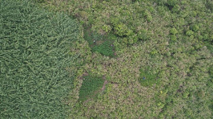 Otoritas TNBTS Disorot Terkait Kasus Temuan Ladang Ganja, Siapa yang Berwenang dalam Kawasan Ini?