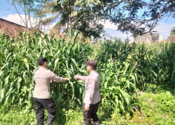 Polsek Jatiroto Sukseskan Program Ketahanan Pangan Nasional dengan Menanam Jagung di Lahan Polsek