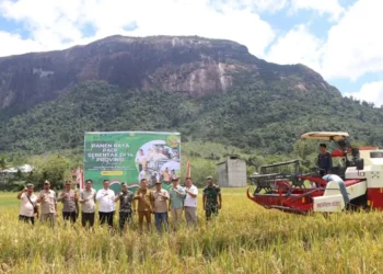 Produktivitas Pertanian Melalui Panen Serentak dan Teknologi Modern