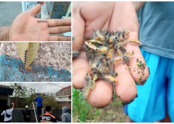 Ribuan Hama Ulat Bulu Serang Perumahan Biting Kutorenon Sukodono Lumajang
