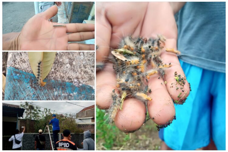 Ribuan Hama Ulat Bulu Serang Perumahan Biting Kutorenon Sukodono Lumajang