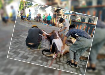 Ketakmiran Masjid Al Mujahidin Kutorenon Lumajang Sembelih Sapi dan Kambing Qurban