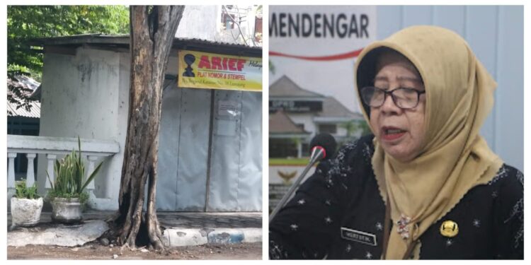 DLH Lumajang Akan Menindak Tegas Pelaku Pembakaran Pohon di Tepi Jalan