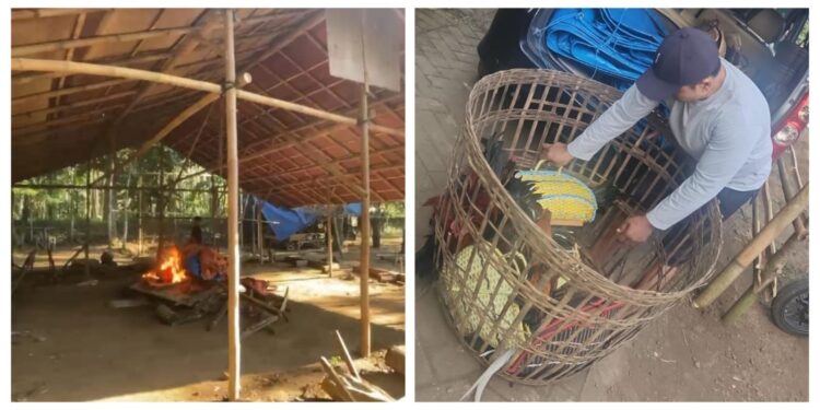 Arena Sabung Ayam Di Klakah Digrebek, 9 Ayam dan Puluhan Motor Diamankan