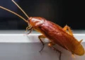 Disarankan Tidak Membunuh Kecoa hingga Hancur di Rumah, Berikut Alasannya