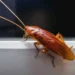 Disarankan Tidak Membunuh Kecoa hingga Hancur di Rumah, Berikut Alasannya