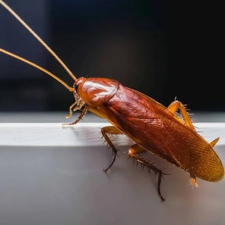 Disarankan Tidak Membunuh Kecoa hingga Hancur di Rumah, Berikut Alasannya