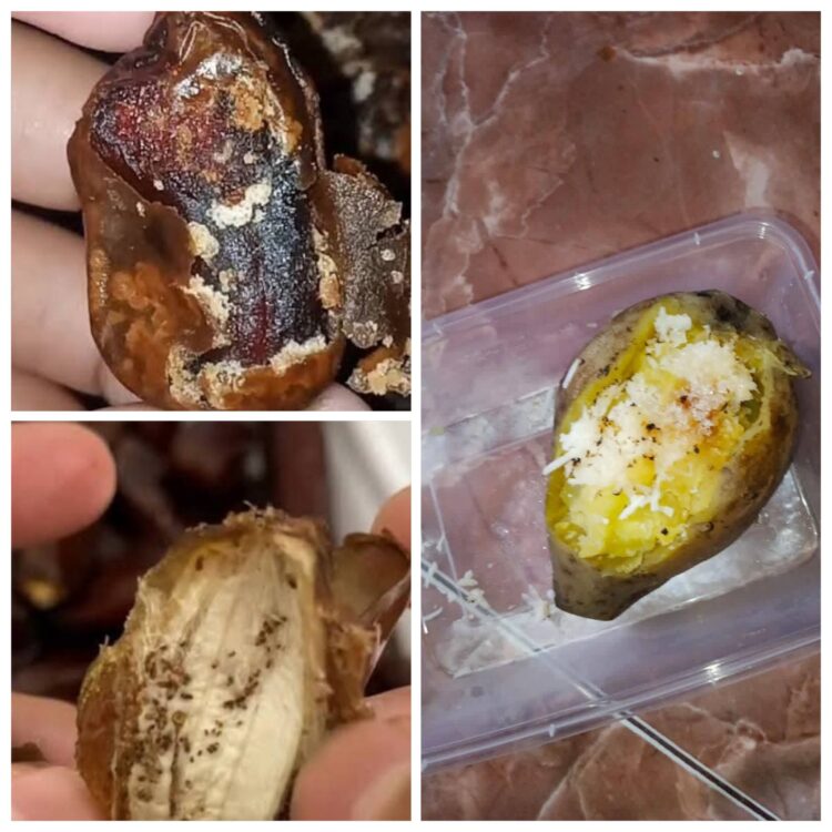 Menu MBG di Tempursari dan Sukodono Lumajang Ada Belatung dan Baunya Busuk