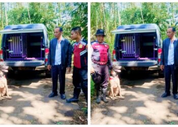 Maling Sapi Lumajang Beraksi Lagi