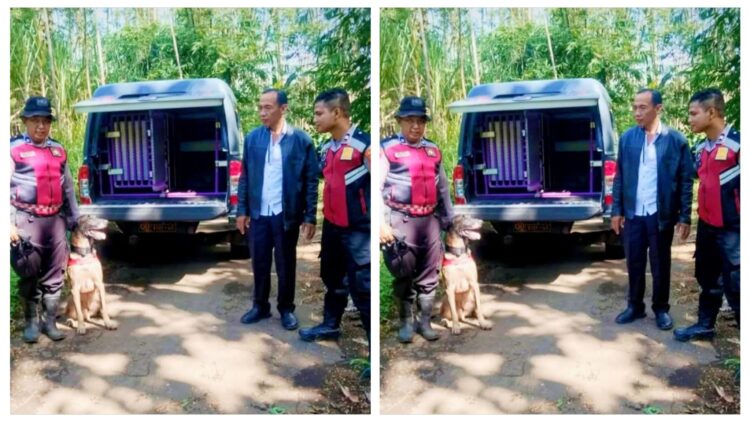 Maling Sapi Lumajang Beraksi Lagi